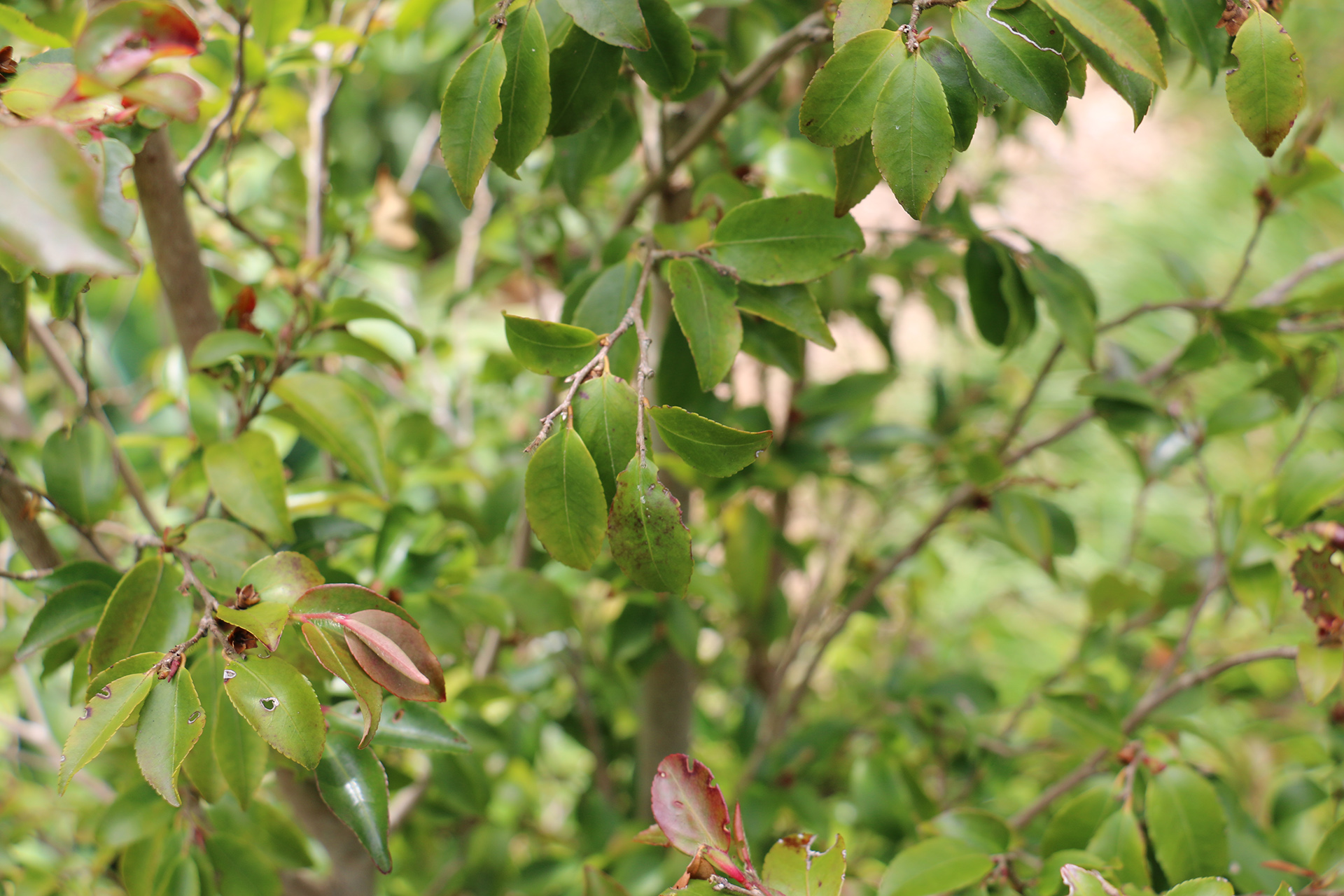 Camellia transnokoensis